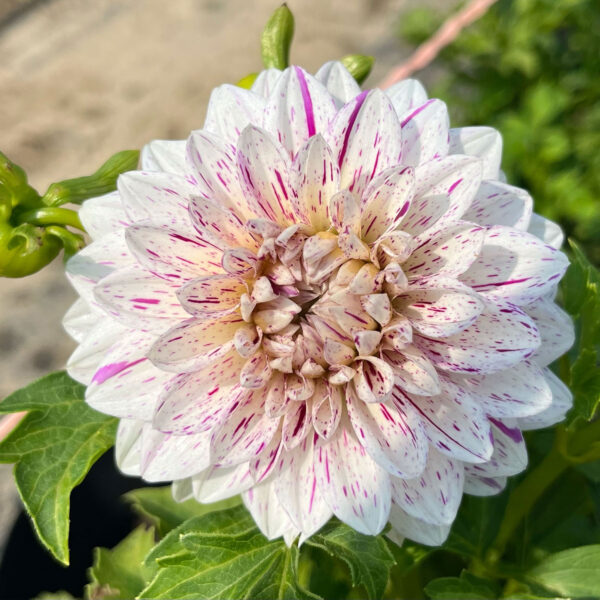 Bristol Fleck Dahlia Tuber