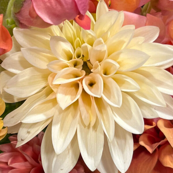 Café au Lait Dahlia Tuber