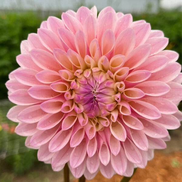 Coralie Dahlia Tuber