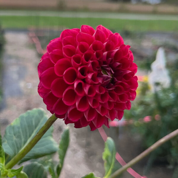 Cornel Dahlia Tuber