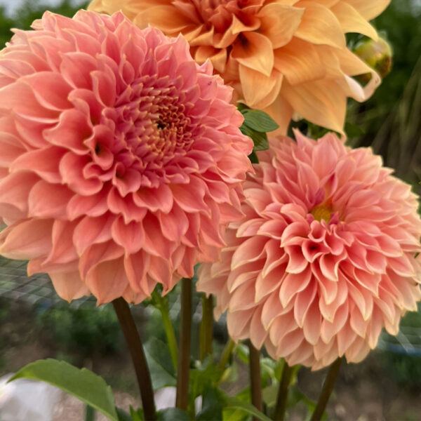 KA’s Coral Sea Dahlia Tuber