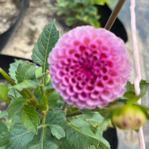 Koko Puff Dahlia Tuber