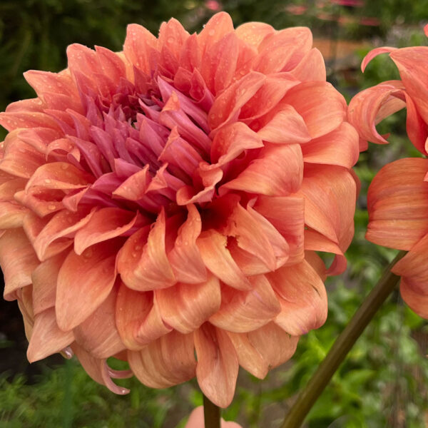 Sherwood Peach Dahlia Tuber