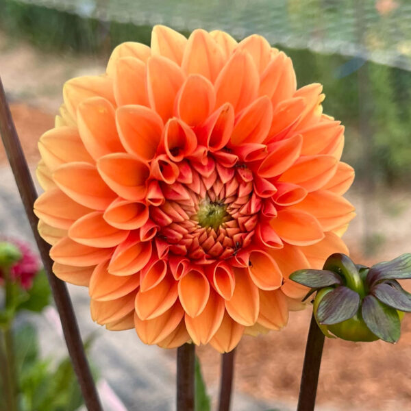 Sylvia Maarn Dahlia Tuber