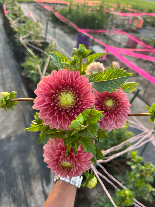 Dahlia Growing Workshop